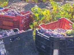 Cajas de uva